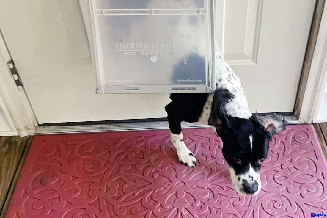 6 Benefits of Pet Doors for Dogs:  A Gateway to Freedom & Well-Being