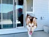 Endura Flap SEVERE WEATHER VINYL Sliding Glass Pet Door