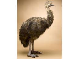Hansa Creations Emu Life Size 50" Plush Stuffed Animal, 2676 - Upzy.com