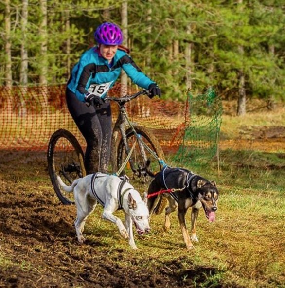 Kickbike America Cross 29er Adult Body-Powered Kick Dog Scooter - Upzy.com