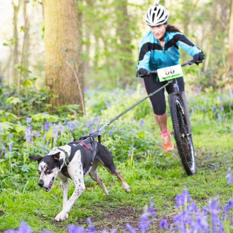 Kickbike America Cross 29er Adult Body-Powered Kick Dog Scooter - Upzy.com